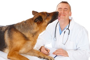 sterilisatie hond